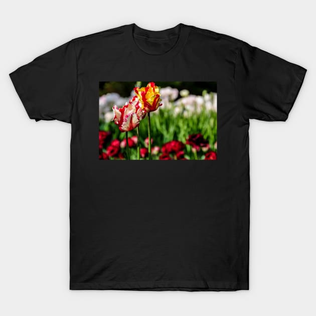 tulips T-Shirt by rollier